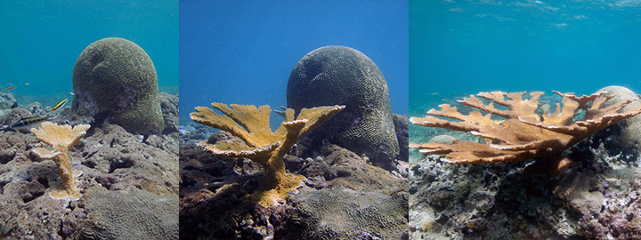 From left to right: Transplanted elkhorn coral growing larger and larger.