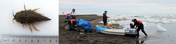 Marine invertebrate  measured next to a ruler and people preparing an inflatable boat on a shoreline with broken sea ice.