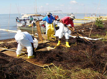 Cleanup workers during the Deepwater Horizon oil spill used walk boards while raking and cleaning marshes to avoid causing further damage to the oiled marshes in Barataria Bay.
