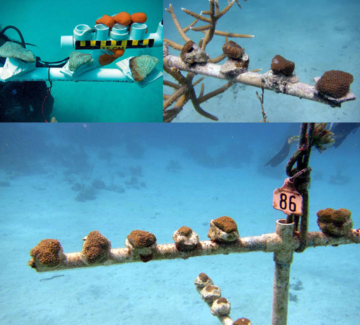 Top left: Bleached coral fragments on PVC pipe with a hand holding a ruler. Top right and bottom: Healthy corals growing on PVC pipes.