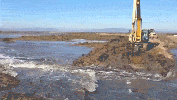 Excavator removing a dirt levee and allowing tide waters to rush into a dry marsh.
