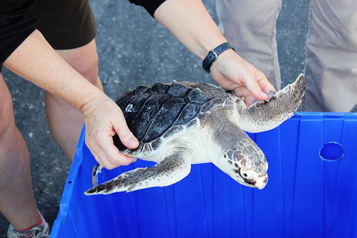 A person holding a small clean Kemp's Ridley sea turtle over a blue bin.