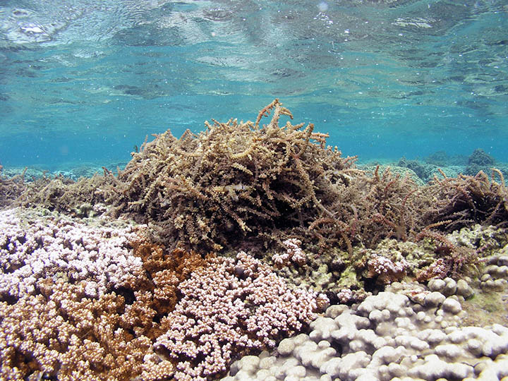 Tumbleweed-like clumps of invasive algae on a coral reef.