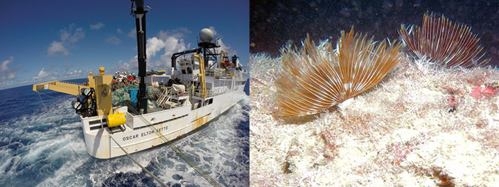 Left, NOAA Ship Oscar Elton Sette with the team and collected fishing nets aboard. Right, feather duster worm growing in the harbor of Midway Atoll.