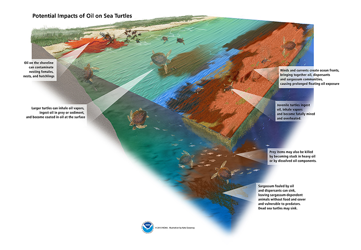 Graphic showing how spilled oil in the ocean can affect sea turtles at all stages of life and across ocean habitats: Oil on the shoreline can contaminate nesting females, nests, and hatchlings; larger turtles can inhale oil vapors, ingest oil in prey or sediment, and become coated in oil at the surface; winds and currents create ocean fronts, bringing together oil, dispersants, and sargassum communities, causing prolonged floating oil exposure; juvenile turtles ingest oil, inhale vapors, and become fatally mired and overheated; prey items may also be killed by becoming stuck in heavy oil or by dissolved oil components; and sargassum fouled by oil and dispersants can sink, leaving sargassum-dependent animals without food and cover and vulnerable to predators. Dead sea turtles may sink.