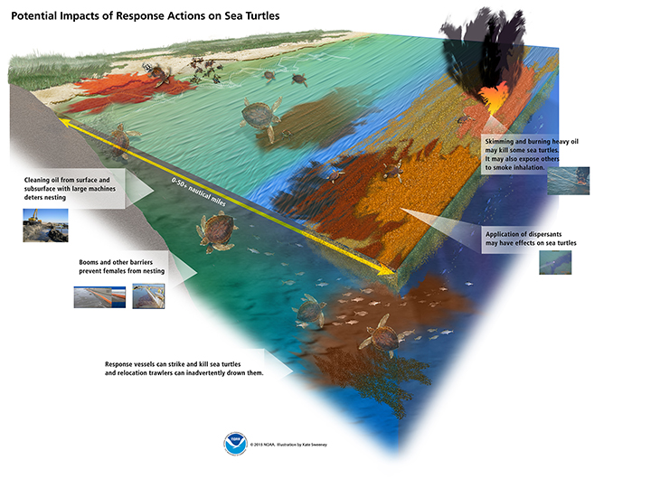 Graphic showing how oil spill cleanup and response activities can negatively affect sea turtles: Cleaning oil from surface and subsurface shores with large machines deters nesting; booms and other barriers prevent females from nesting; response vessels can strike and kill sea turtles and relocation trawlers can inadvertently drown them; application of dispersants may have effects on sea turtles; and skimming and burning heavy oil may kill some sea turtles, while also exposing others to smoke inhalation.