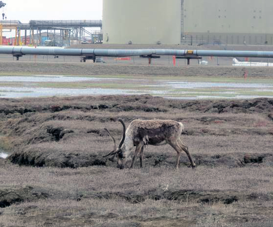 A caribou next to the Trans Alaska Pipeline and a building.