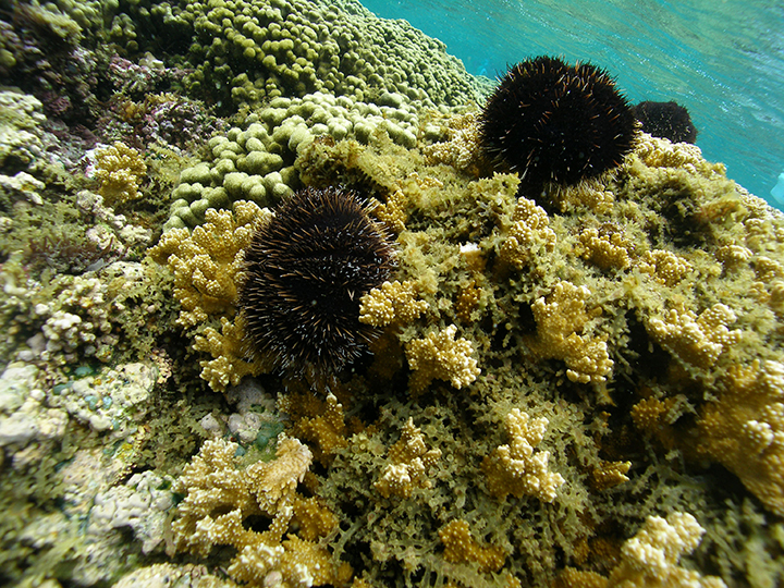 Sea urchins grazing on seaweed on a coral reef.