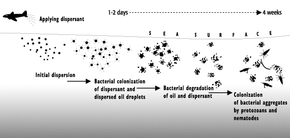 Diagram: The process of colonization takes place over a few weeks.